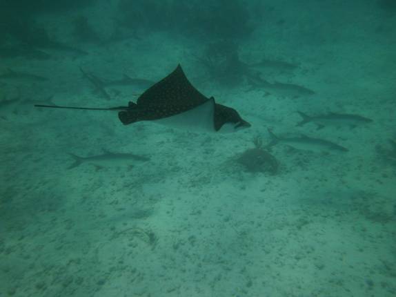 Arraia chita nada entre tarpoons perto de Tobacco Caye, na grande barreira de corais de Belize